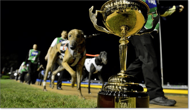 Melbourne Cup greyhounds
