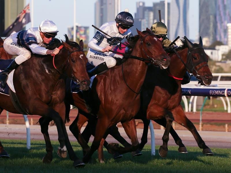 Dale Has Sights On Wagga With Dark Eyes