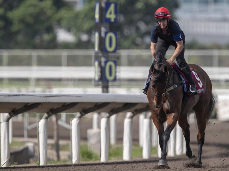Viddora Clear To Run In Chairman’S Sprint