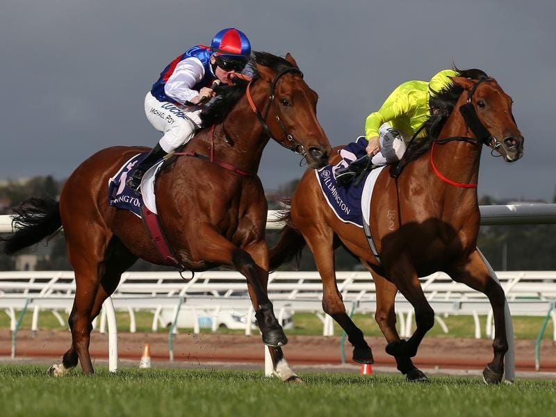Steel Prince Wins Again, Goes For Ramsden