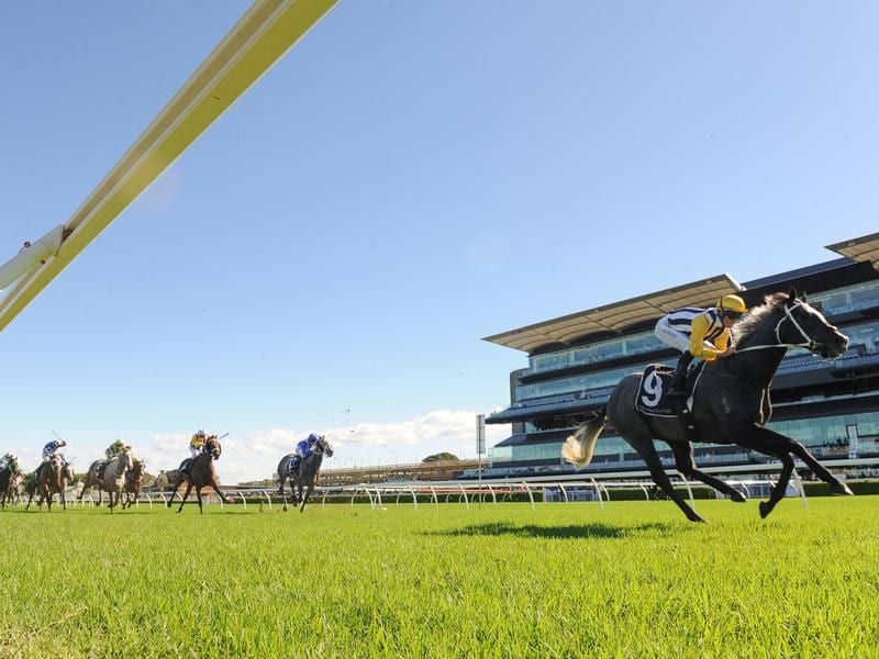 Nobu Ignites Group 1 Queensland Derby Bid