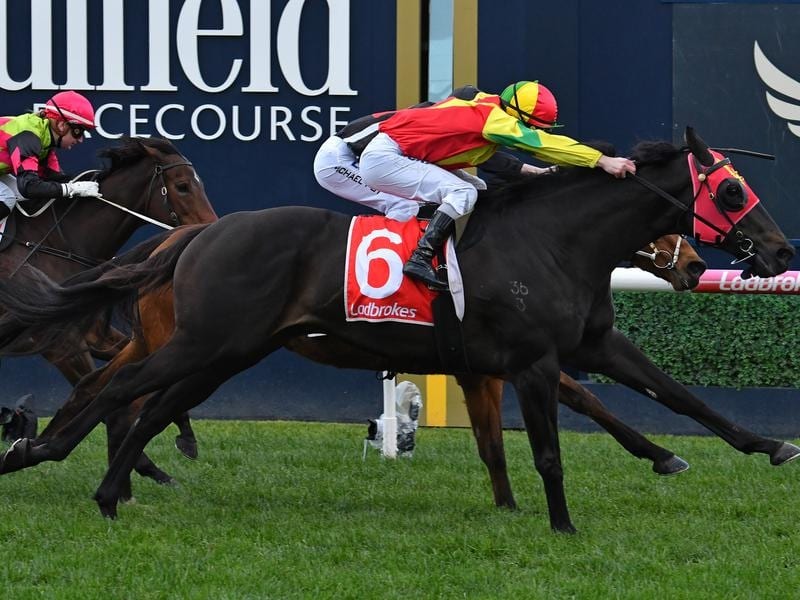 Oak Door Returns To Win Group 3 Monash Stakes