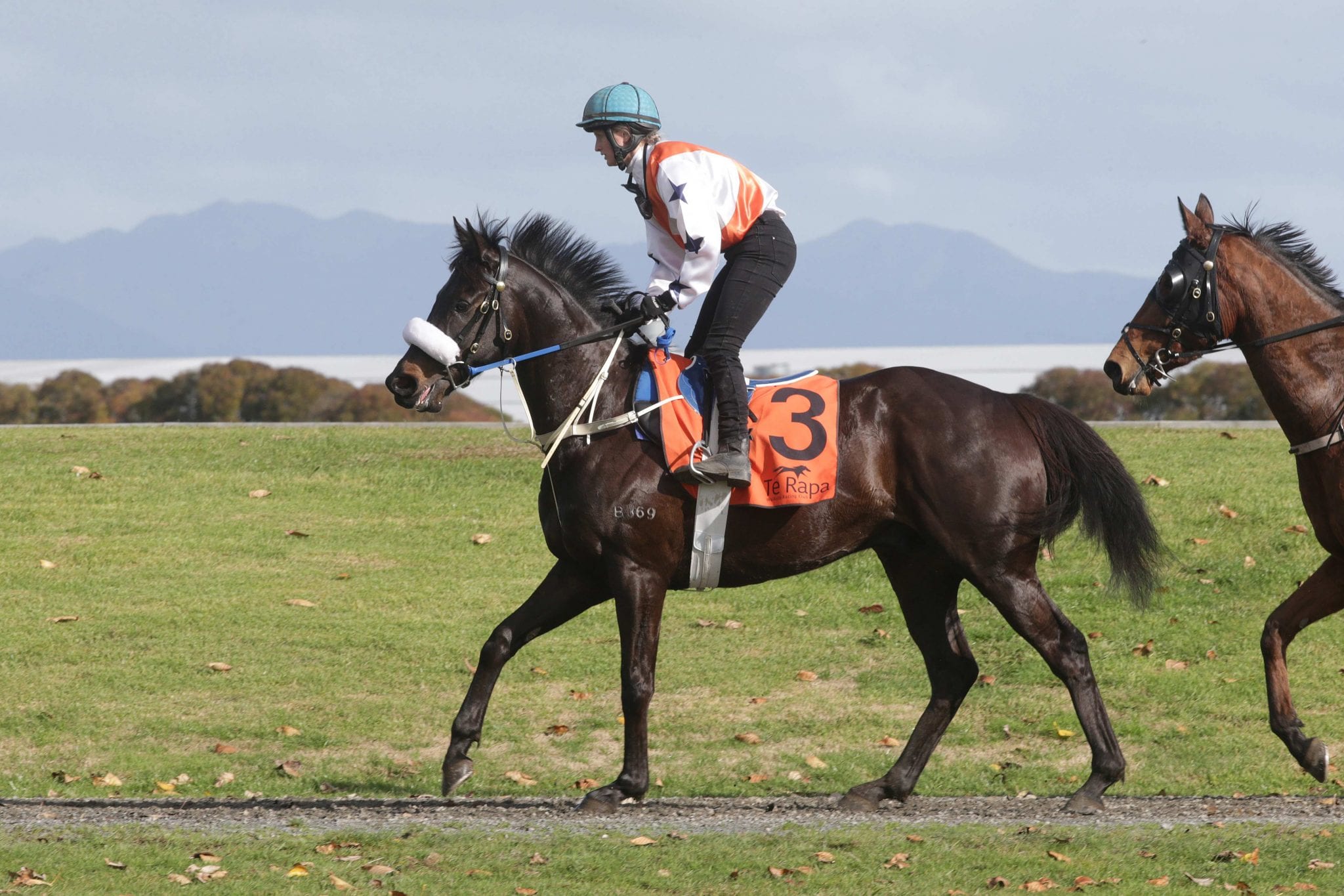 Well-travelled Simply Fabulous set for debut at Te Rapa