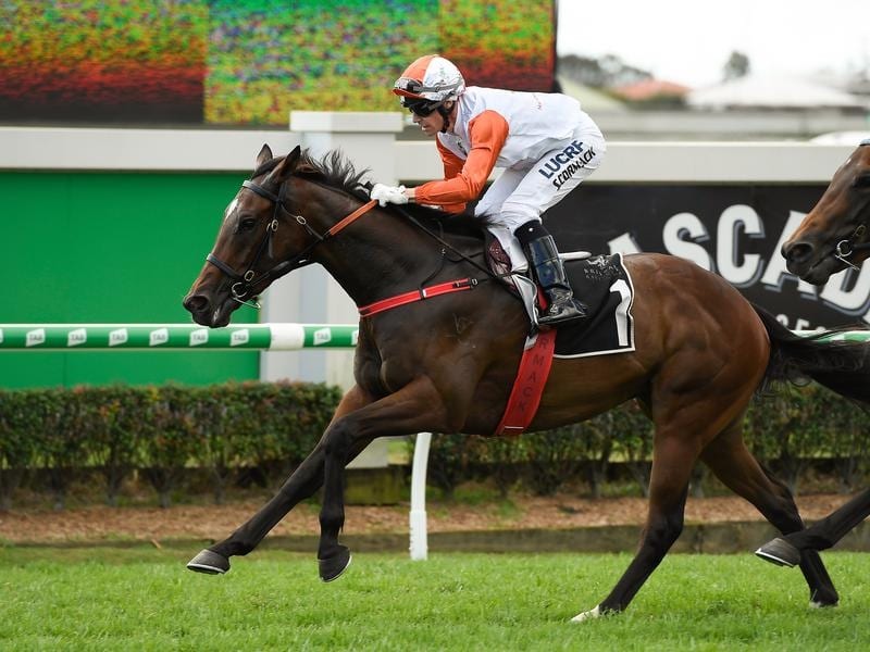 Speedy Stampe Has No Trouble With 1350m