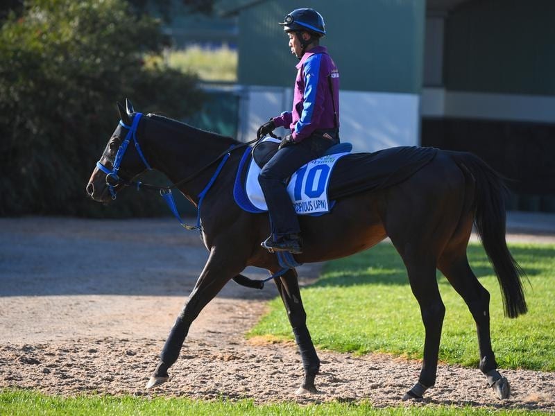 Suzuka Devious Shoots For Caulfield Stakes