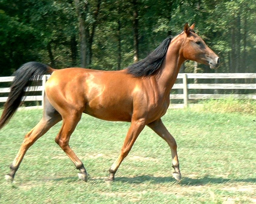 Bay coloured horse