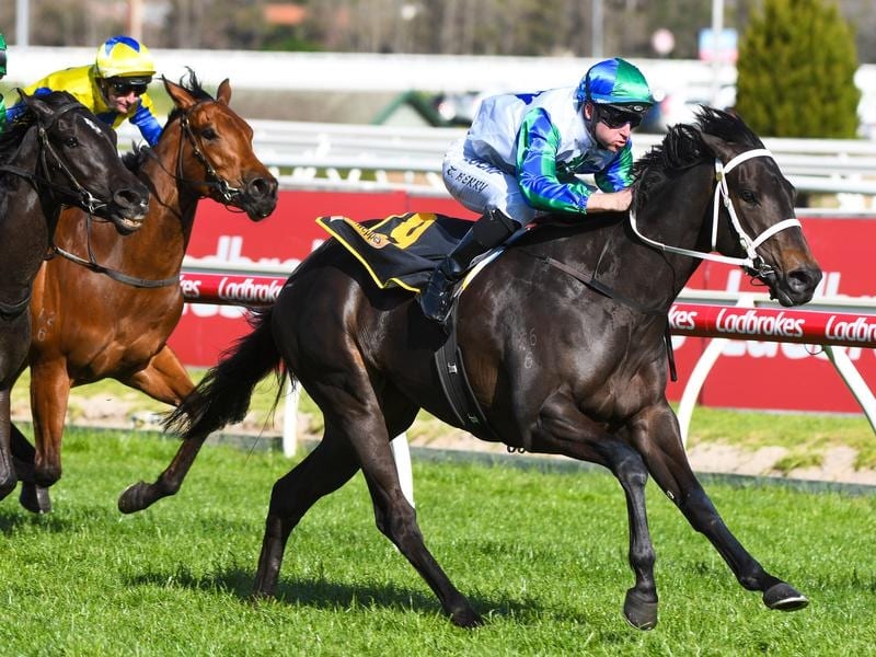 Acting Text Spurs Williams In 1000 Guineas