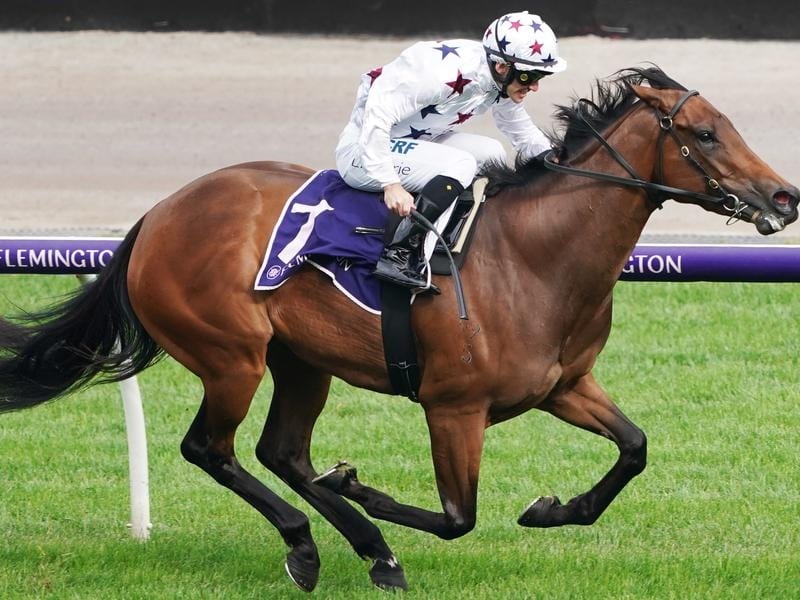 Sunlight Injured After Paddock Accident