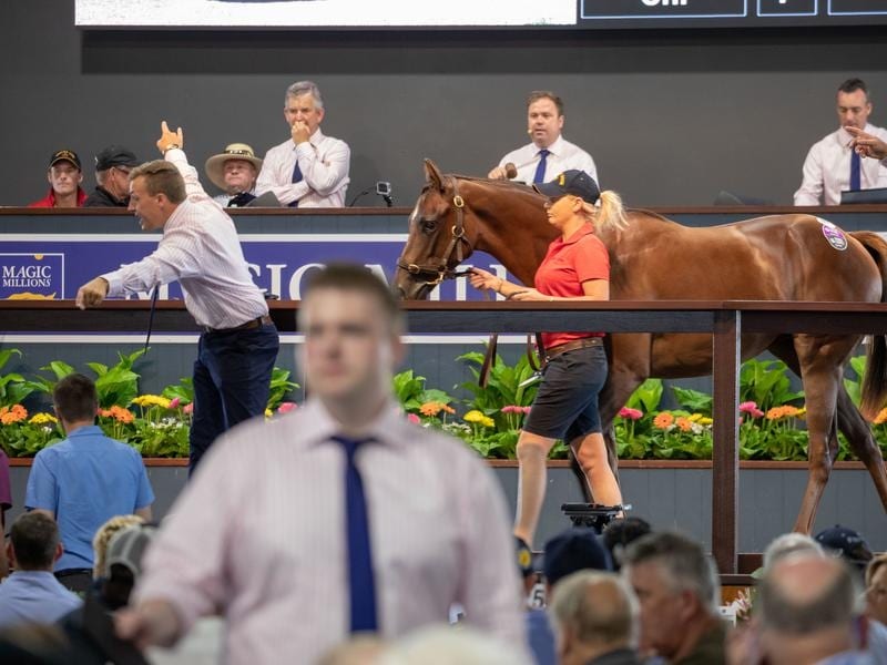 Magic Millions Yearling Sale