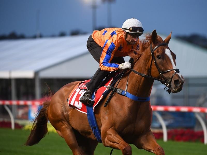 Shark Circling For First Group 1 Win In Aus