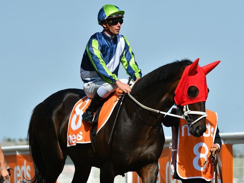 Mirage Dancer In Top Australian Cup Shape