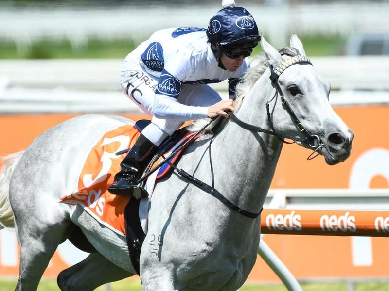 Sydney Mare After Another Melbourne Win