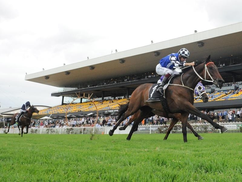 Sydney Cup Unlikely For Import Mustajeer