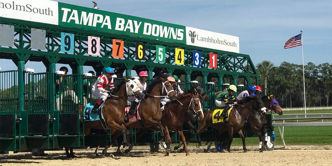 Tampa Bay horse racing tips and news