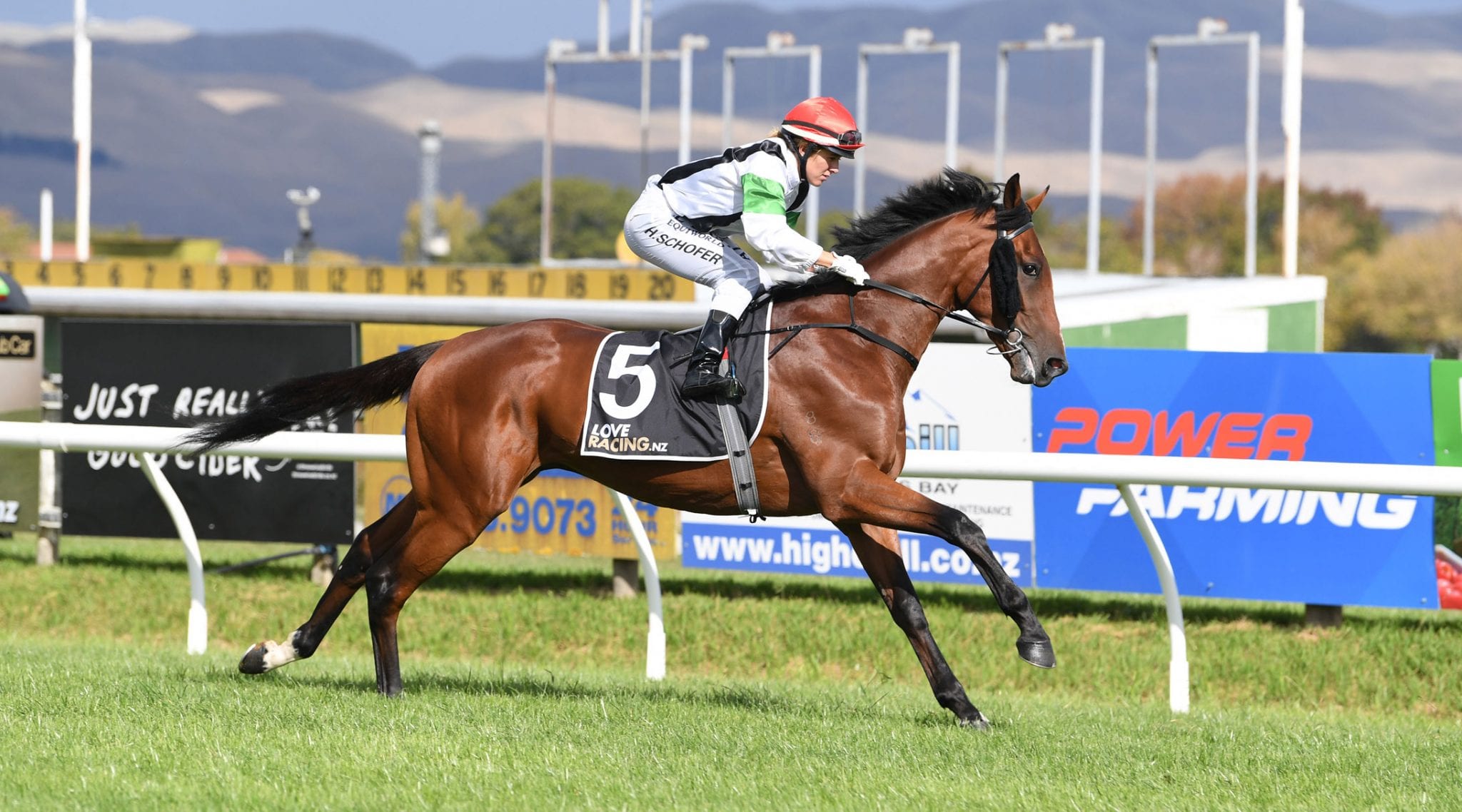 New Zealand juvenile Tutukaka set to rise in The Phoenix