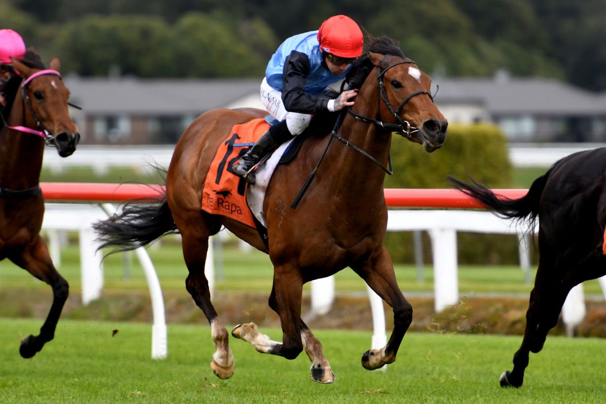 Tevere terrific at Te Rapa