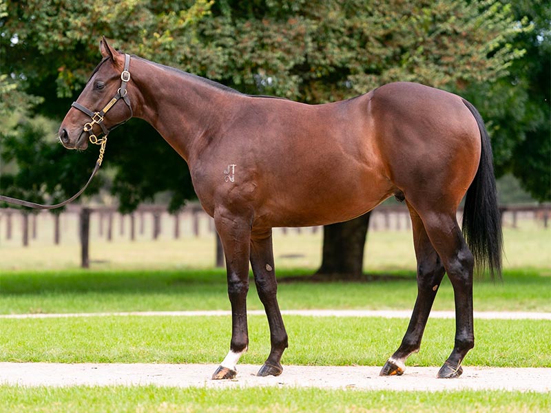 $3m colt by Zoustar