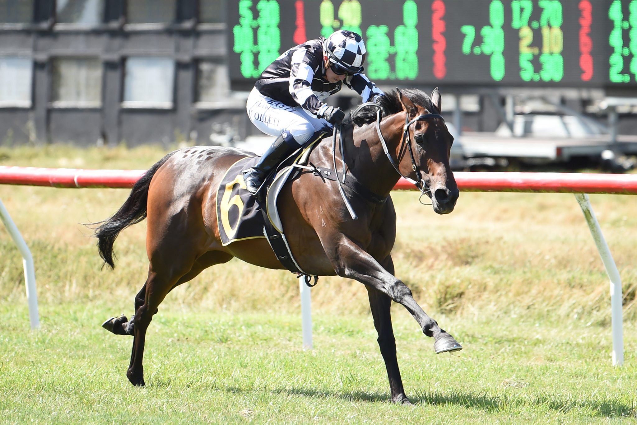 Quality mare Sinarahma full of surprises
