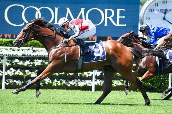Cafe Millenium makes emphatic statement on debut