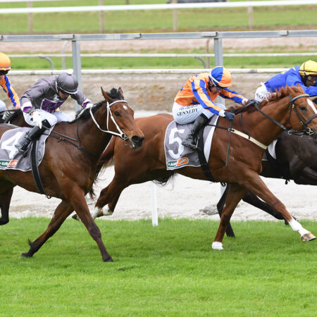 Wild Night impresses in narrow Matamata victory