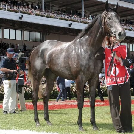Grey Horses in the Melbourne Cup: Every Winner Since 1861 & Runner Numbers Since 1999