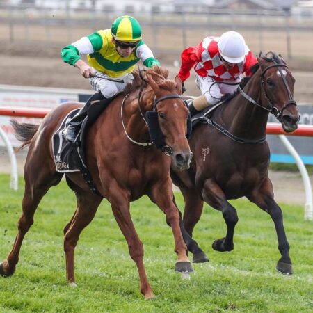 Domestic targets for Rogerson stars