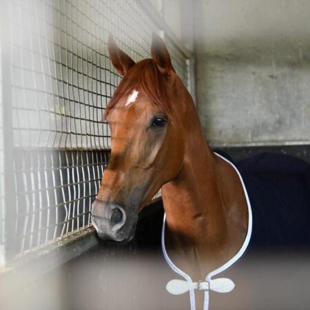 Melbourne Cup win a ‘bonus’ for trainer