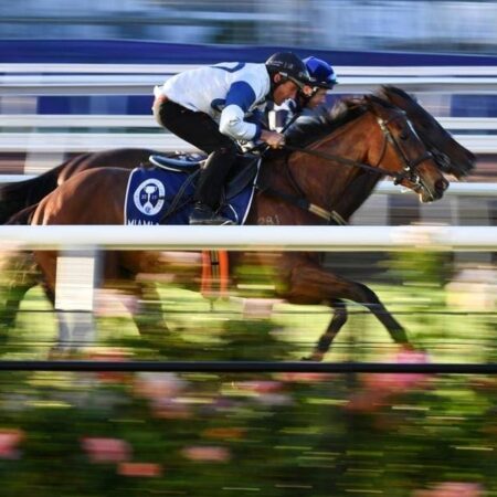 Melbourne Cup not about celebs: premier