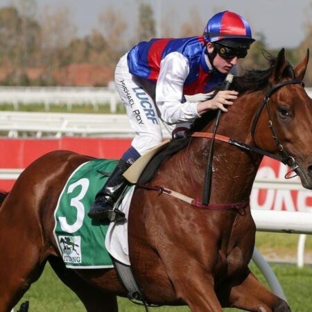 Steel Prince races for Melbourne Cup start