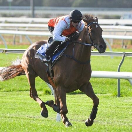 Vow And Declare on track for autumn return