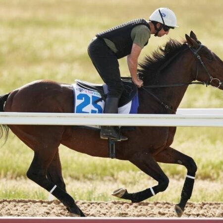 Marmelo retired to stud after Cup drama