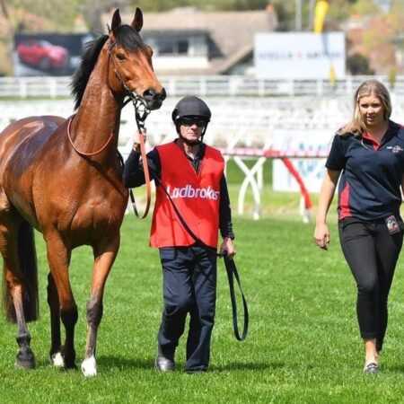 Steel Prince recovers for Geelong Cup bid
