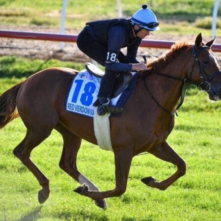 Irish St Leger, Ebor in mix for Red Verdon