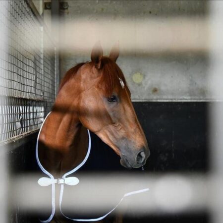 Vow And Declare shines in Bendigo gallop