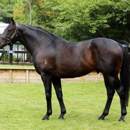 History Of Hotham Stakes Winners In Cup