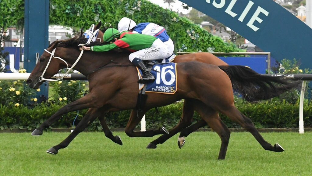Trav will try to qualify for Melbourne CUp