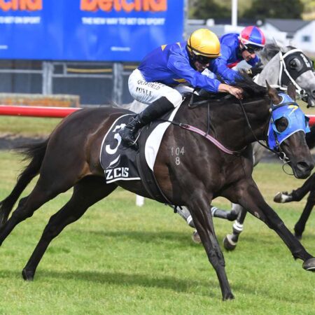 Kiwi stayer set for Melbourne spring return