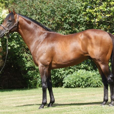 NZ sires to the fore in Australia