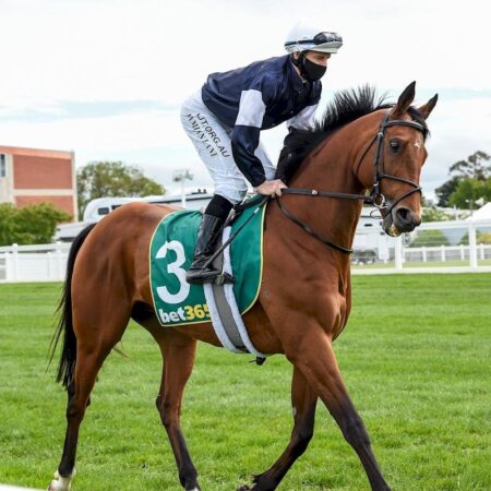 King Of Leogrance Scratched | Melbourne Cup 2020