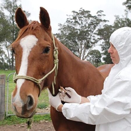 A decade on, is Australia ready for an equine influenza outbreak?