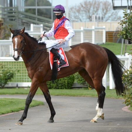 2020 TAB Trophy Stakes Runner-By-Runner Guide | Race 5